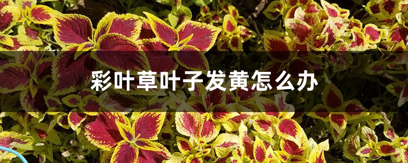 彩叶草叶子发黄怎么办 彩叶草叶子发黄怎么办