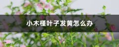 小木槿叶子发黄怎么办