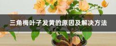 三角梅叶子发黄的原因及解决方法