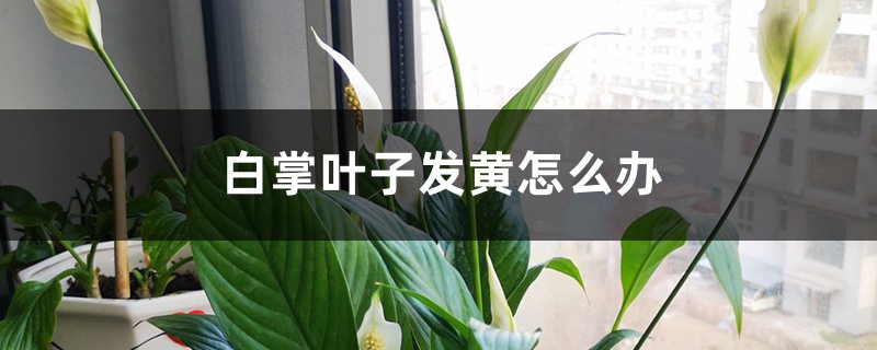 白掌叶子发黄怎么办