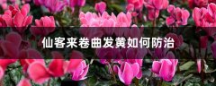 仙客来卷曲发黄如何防治