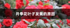 月季花叶子发黄的原因