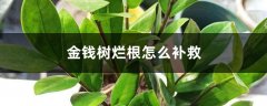 金钱树烂根怎么补救，烂根不换土行吗