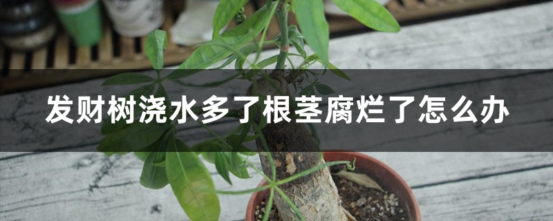 发财树浇水多了根茎腐烂了怎么办，怎么使用生根粉