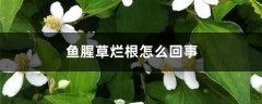 鱼腥草烂根怎么回事，鱼腥草烂根怎么办