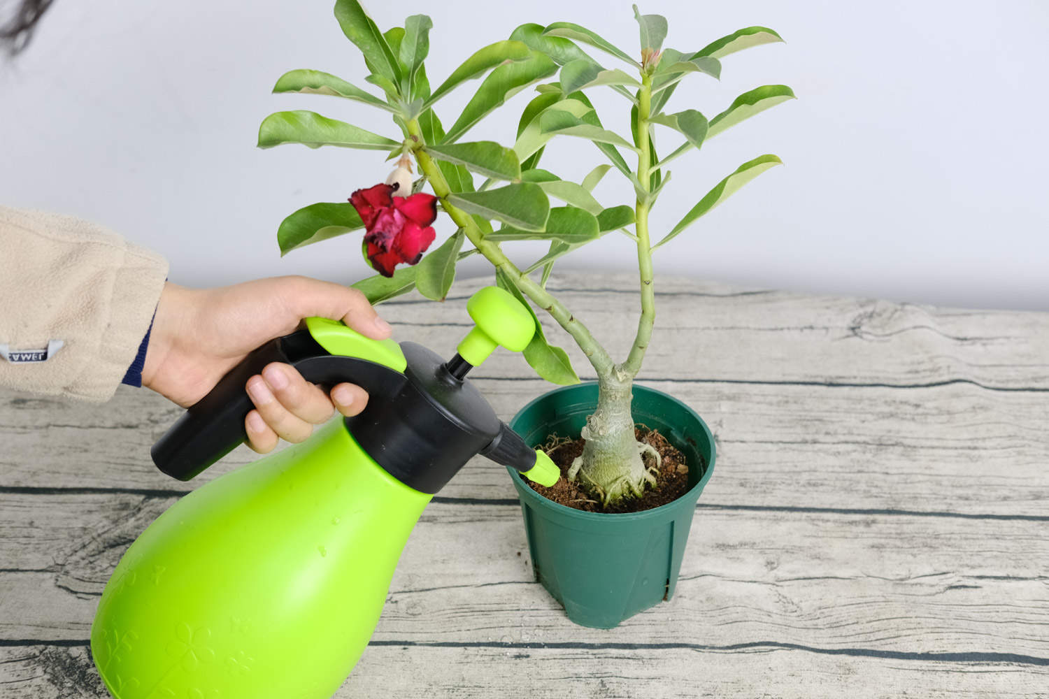 沙漠玫瑰 沙漠玫瑰