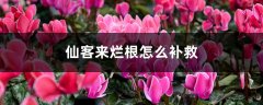 仙客来烂根怎么补救