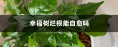 幸福树烂根能自愈吗