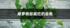 绿萝烂根的原因及处理方法