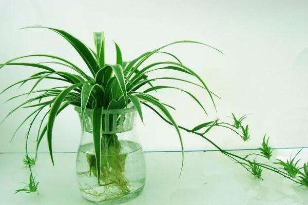 家里水培的植物总“烂根”,不知道原因?其实怪在“营养液” 家里水培的植物总“烂根”,不知道原因?其实怪在“营养液”