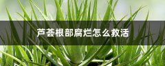 芦荟根部腐烂怎么救活