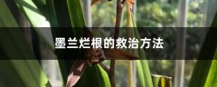 墨兰烂根的救治方法