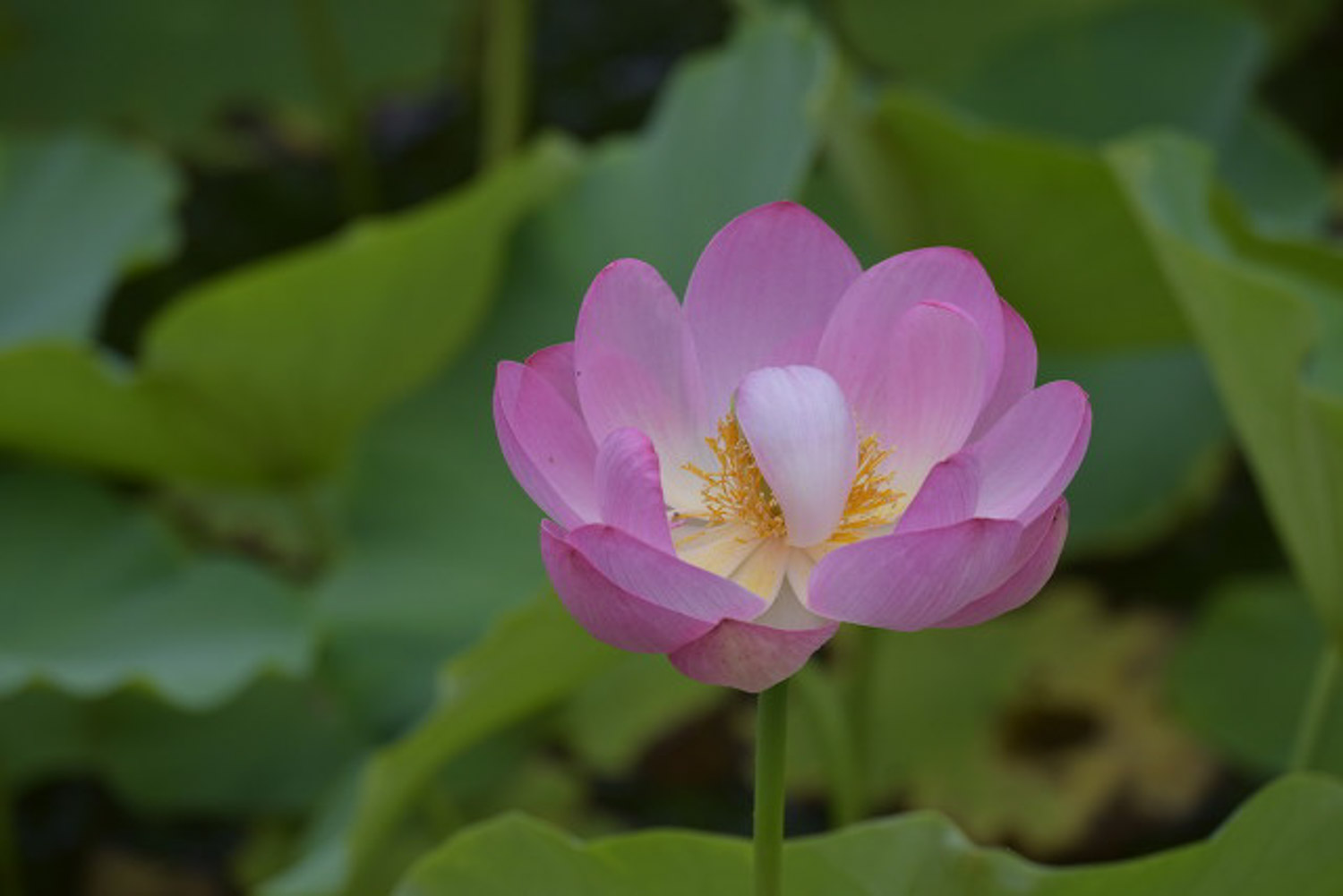 荷花 荷花