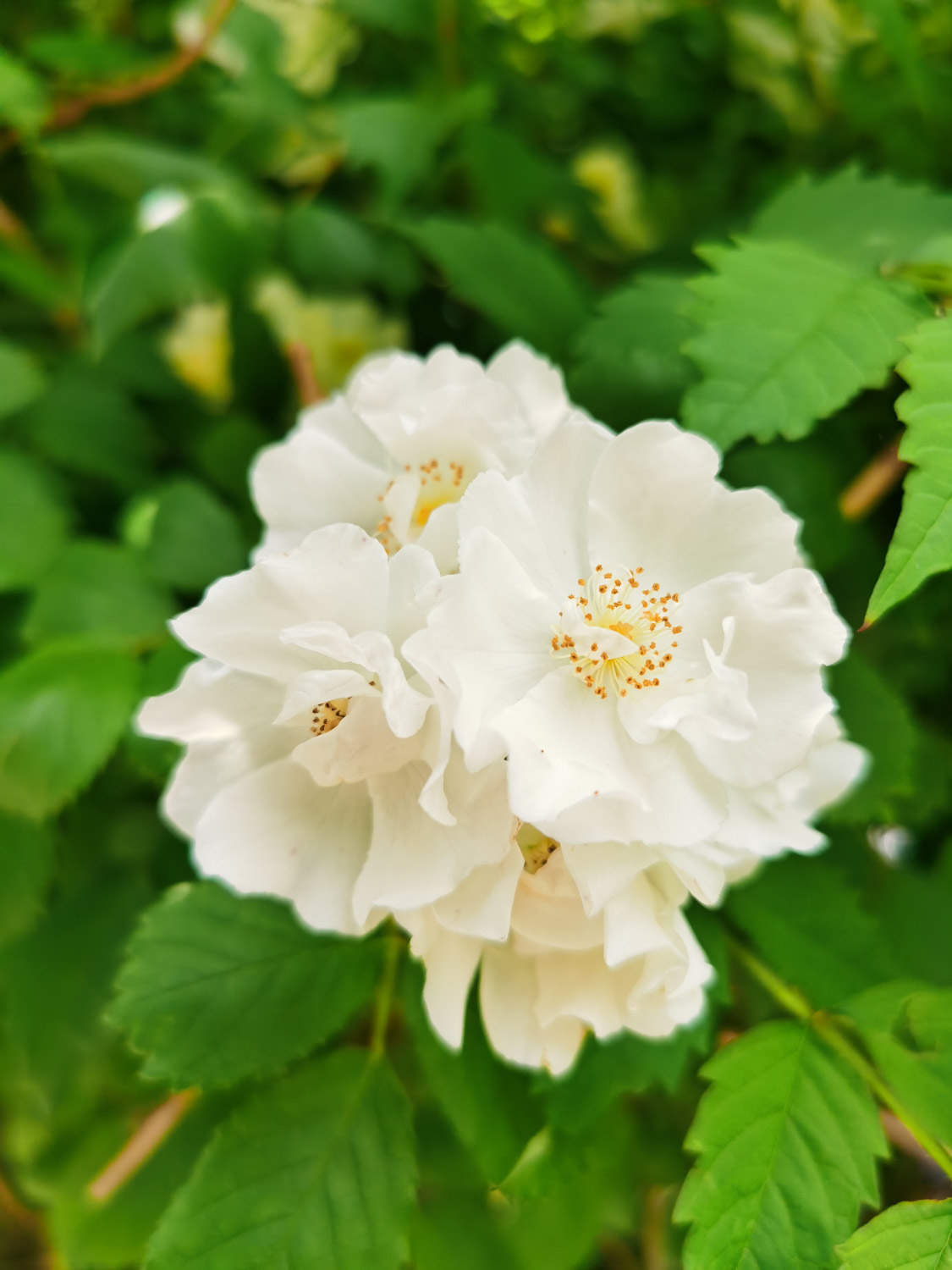 蔷薇 蔷薇
