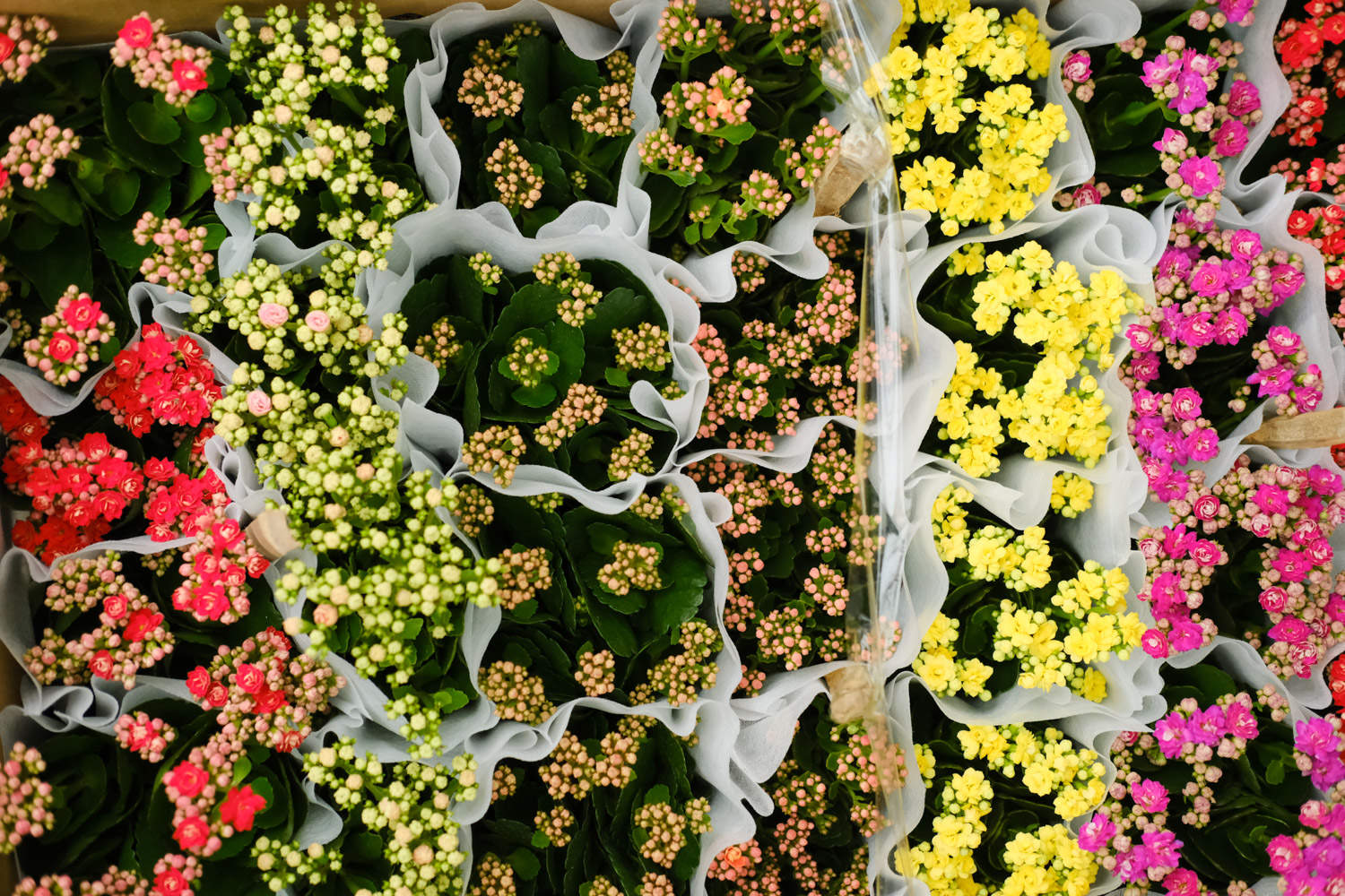 长寿花 长寿花