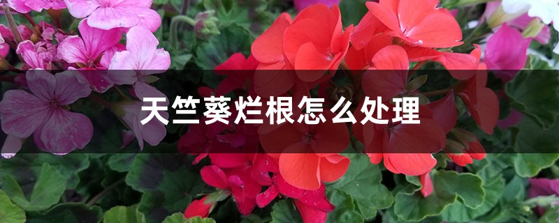 天竺葵烂根怎么处理
