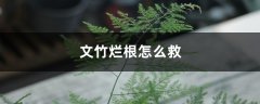 文竹烂根怎么救