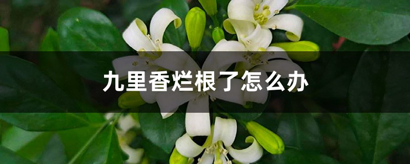 九里香烂根了怎么办