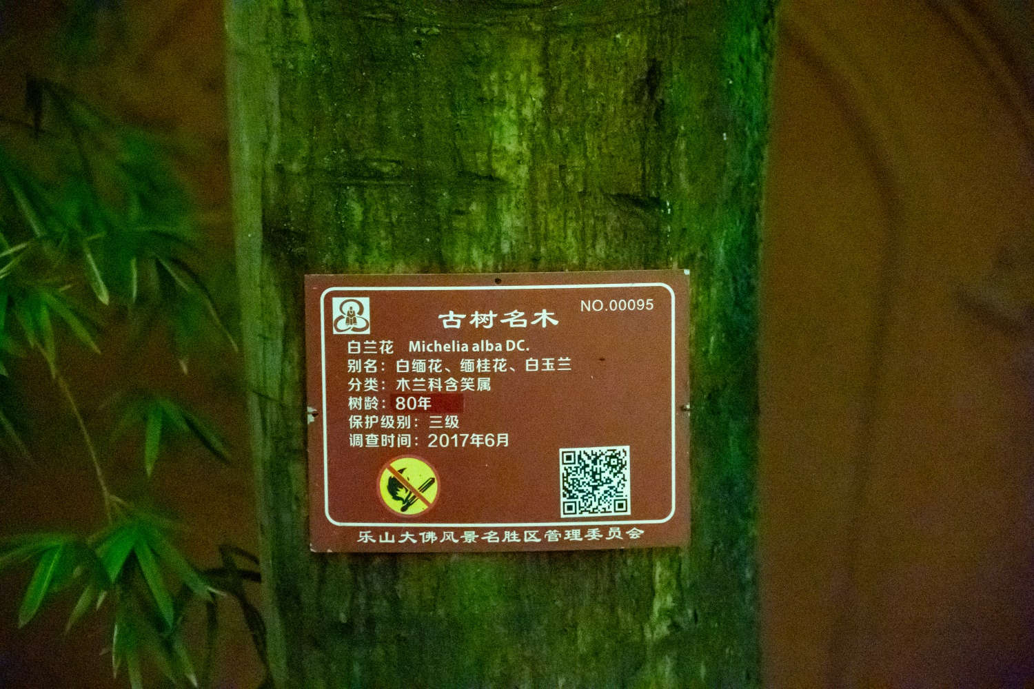 玉兰 玉兰