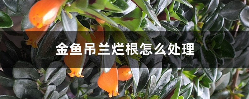 金鱼吊兰烂根怎么处理