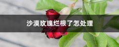 沙漠玫瑰烂根了怎处理