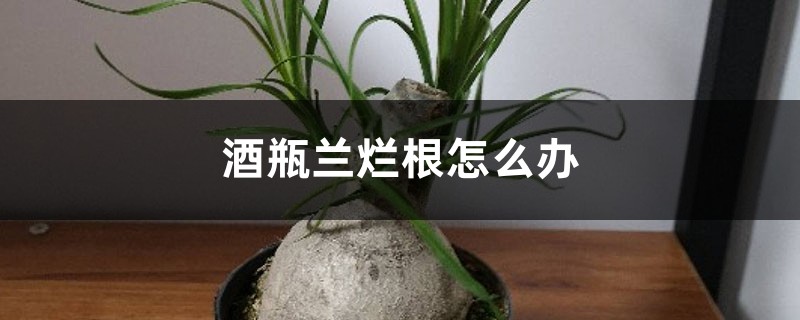 酒瓶兰烂根怎么办