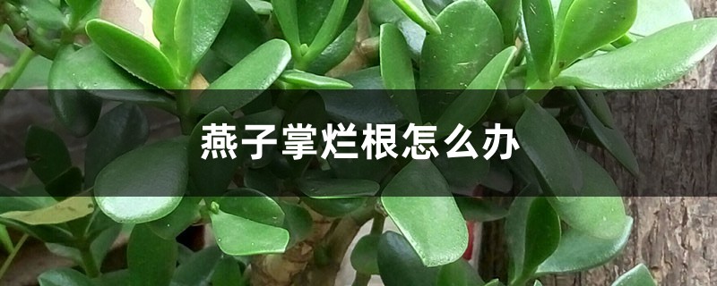 燕子掌烂根怎么办？