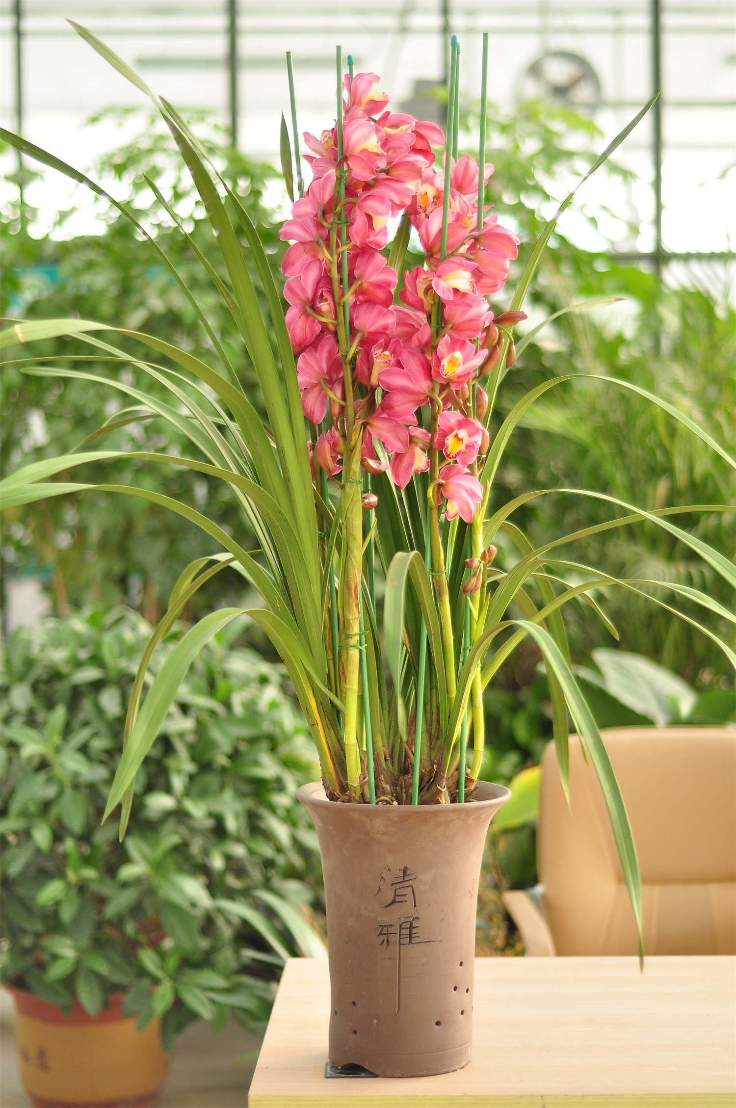 大花蕙兰 大花蕙兰