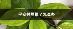 平安树烂根了怎么办