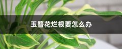 玉簪花烂根要怎么办