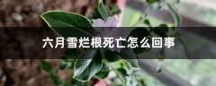 六月雪烂根死亡怎么回事