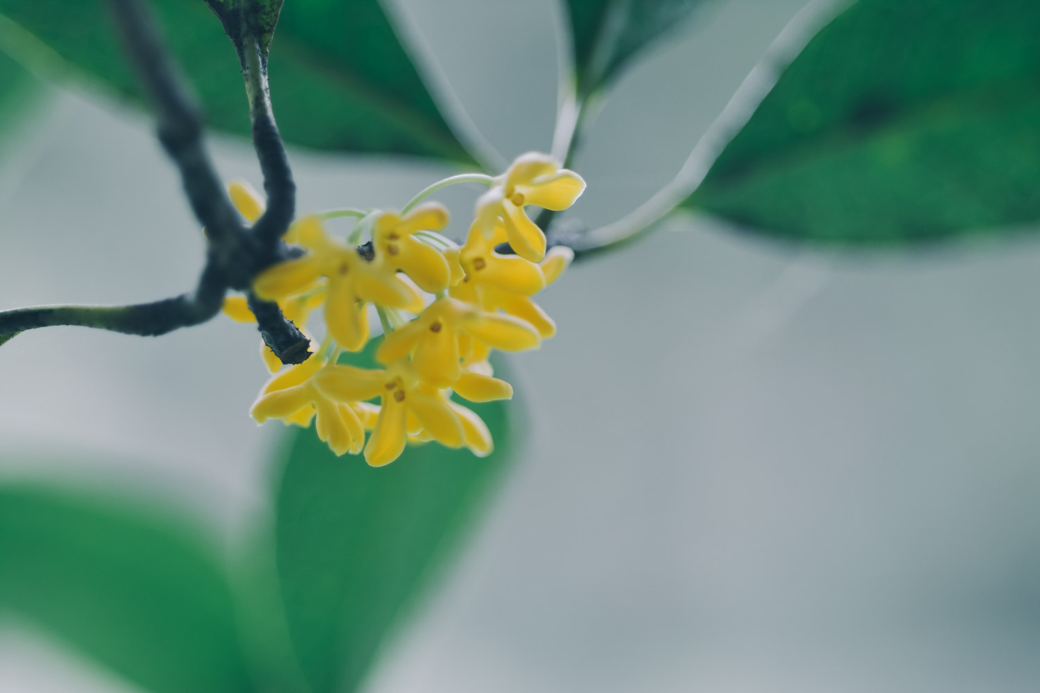 桂花 桂花