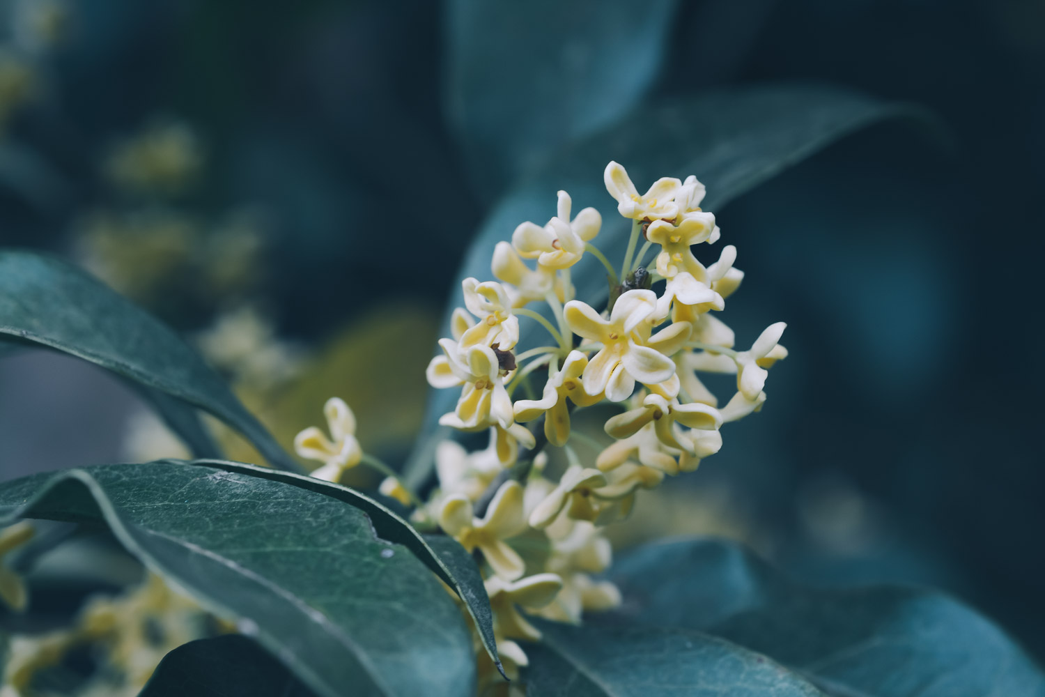 桂花 桂花