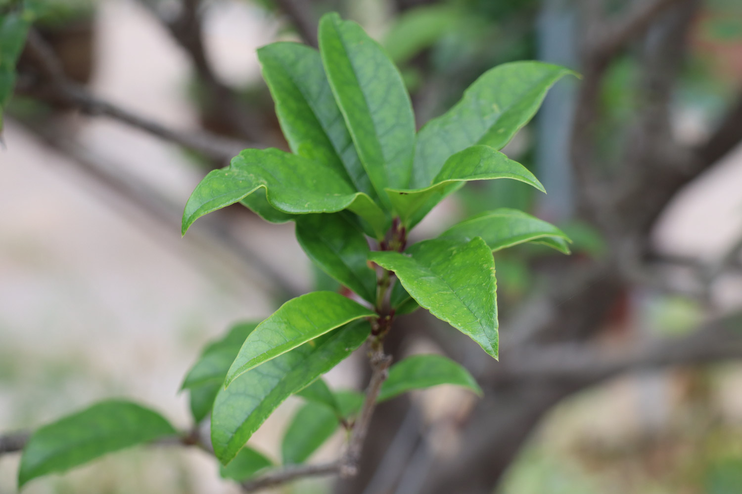 桂花 桂花