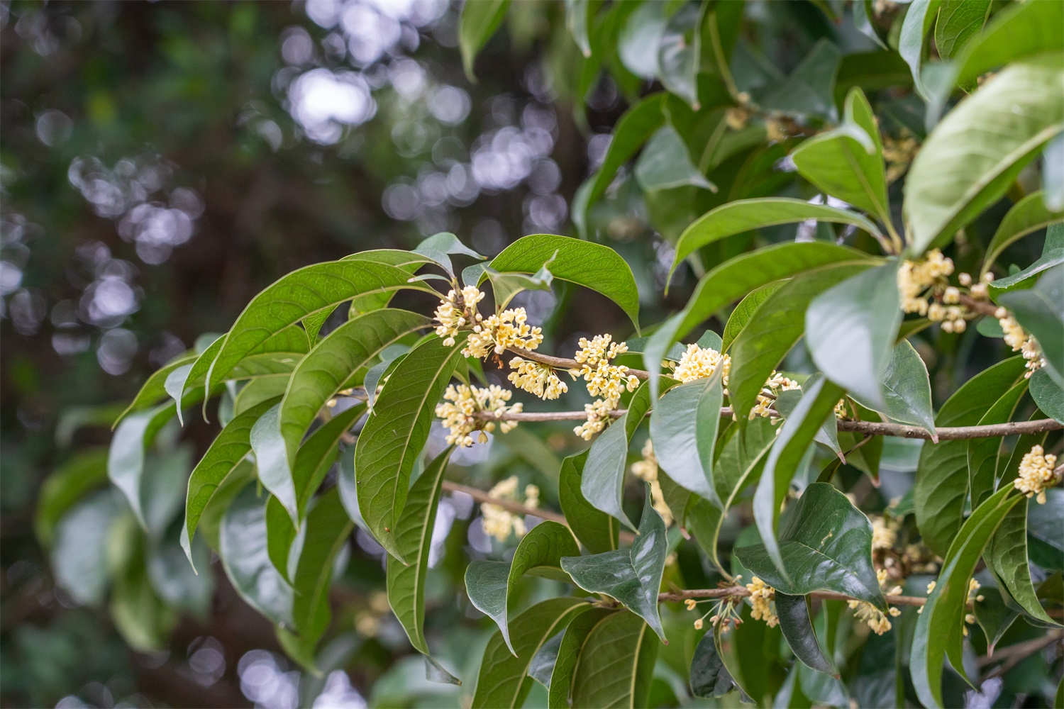桂花 桂花