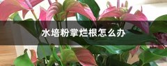 水培粉掌烂根怎么办