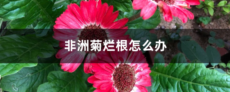 非洲菊烂根怎么办 非洲菊烂根怎么办