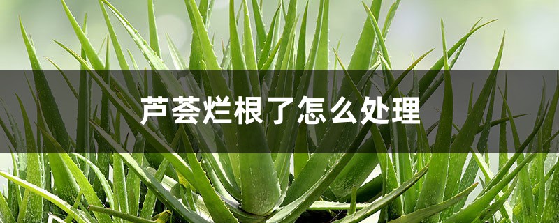 芦荟烂根了怎么处理