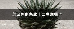 怎么判断条纹十二卷烂根了