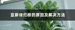 豆瓣绿烂根的原因及解决方法