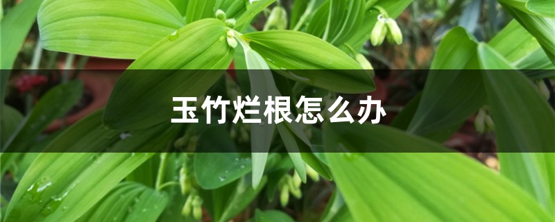 玉竹烂根怎么办