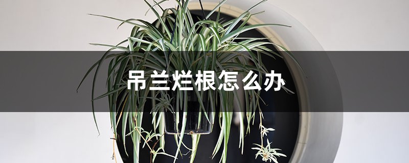 吊兰烂根怎么办