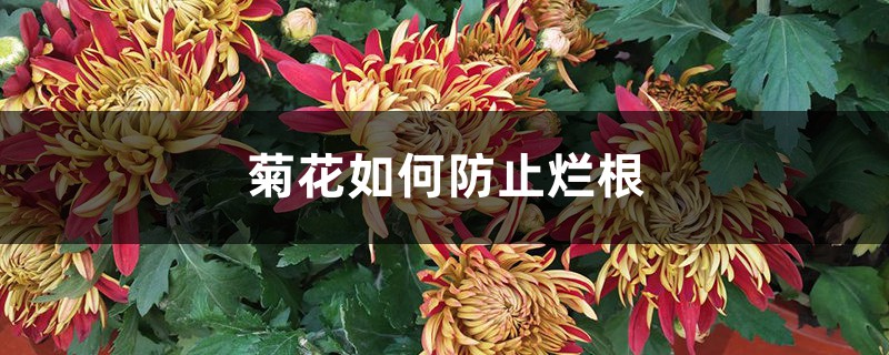 菊花如何防止烂根
