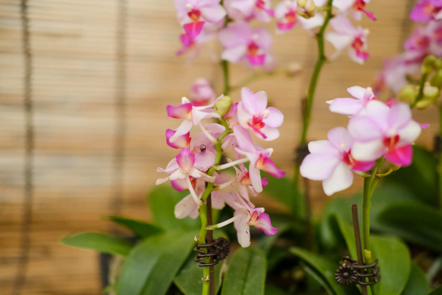 蝴蝶兰 蝴蝶兰