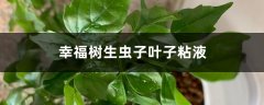 幸福树叶子有粘液如何解决