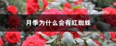 月季为什么会有红蜘蛛