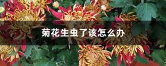 菊花生虫了该怎么办