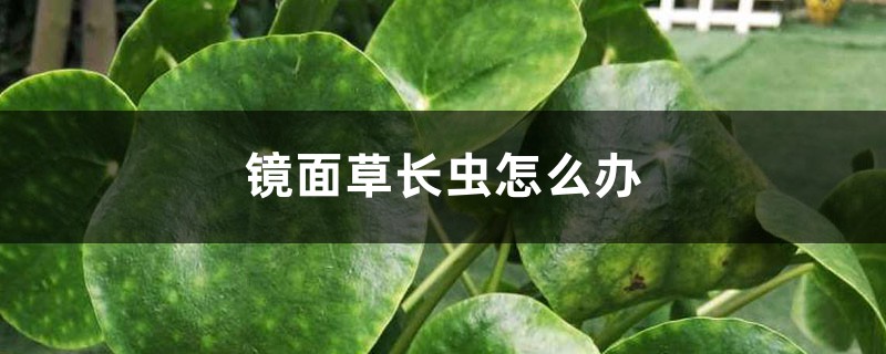 镜面草长虫怎么办