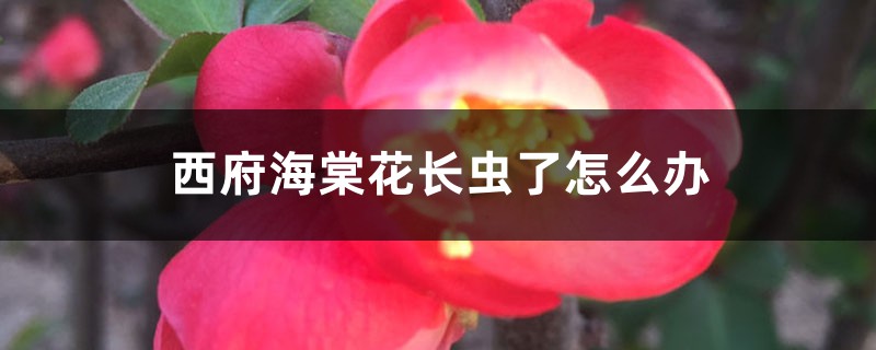 西府海棠花长虫了怎么办