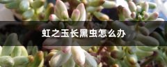 虹之玉长黑虫怎么办